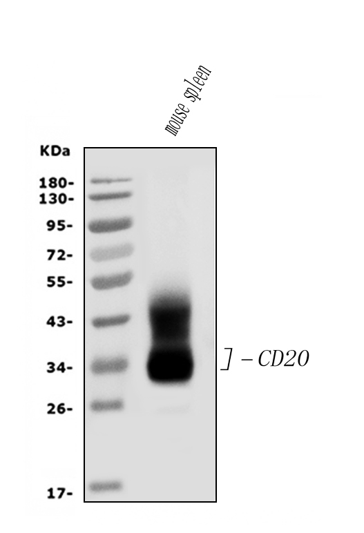a03780 3 cd20 primary antibodies wb testing 1