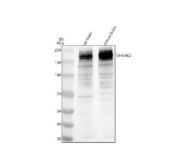 Western blot analysis of SHANK2 using anti-SHANK2 antibody (A03782-2)