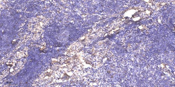 a03782 shank2 primary antibodies ihc testing 1