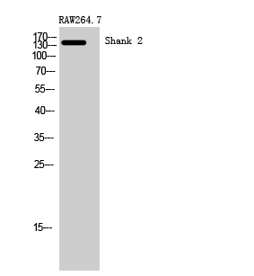 a03782 shank2 primary antibodies wb testing 2