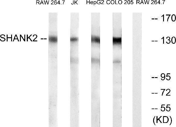 a03782 shank2 primary antibodies wb testing 3