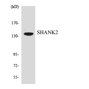 a03782 shank2 primary antibodies wb testing 4