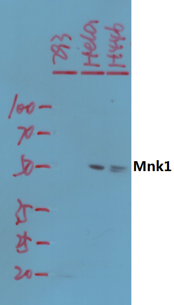 a03783 2 mknk1 primary antiboties wb testing 1