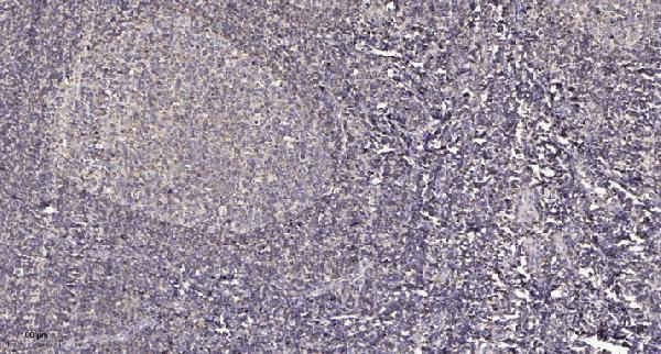 Immunohistochemical analysis of paraffin-embedded human tonsil