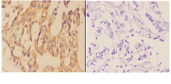 a03784 aanat primary antiboties ihc testing 2