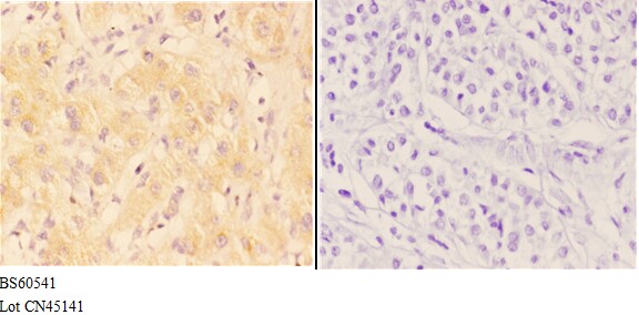 a03784 aanat primary antiboties ihc testing 3