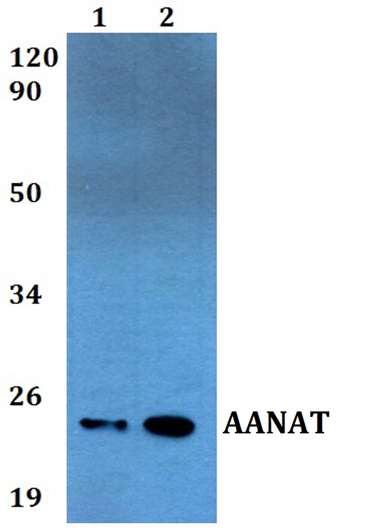a03784 aanat primary antiboties wb testing 1_1