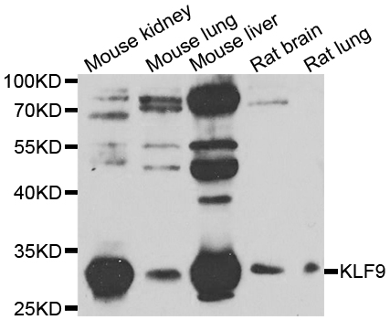 Western blot analysis of extracts of various cell lines, using KLF9  antibody  at 1:1000 dilution