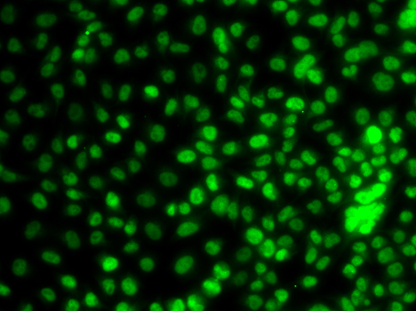 Western blot analysis of extracts of various cell lines, using KLF9  antibody  at 1:1000 dilution