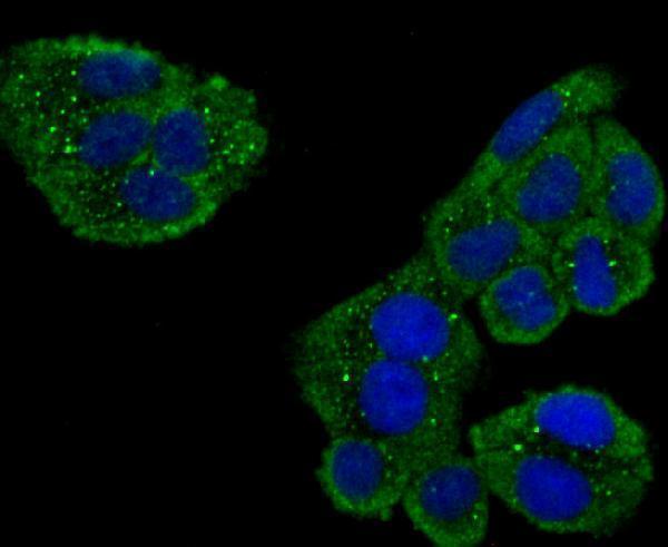 a03786 1 usp10 primary antiboties icc testing 2