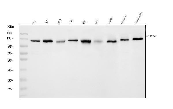  Western blot analysis of USP10 using anti-USP10 antibody (A03786-3)