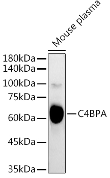 Western blot analysis of extracts of Mouse plasma, using C4BPA  antibody  at 1:3000 dilution