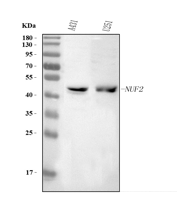 a03788 2 nuf2 primary antibodies wb testing 1