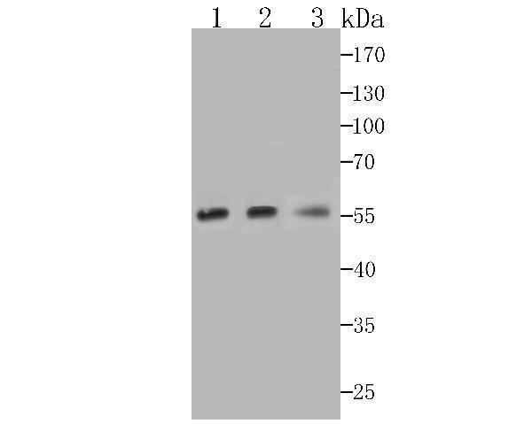 a03788 nuf2 primary antiboties wb testing 1
