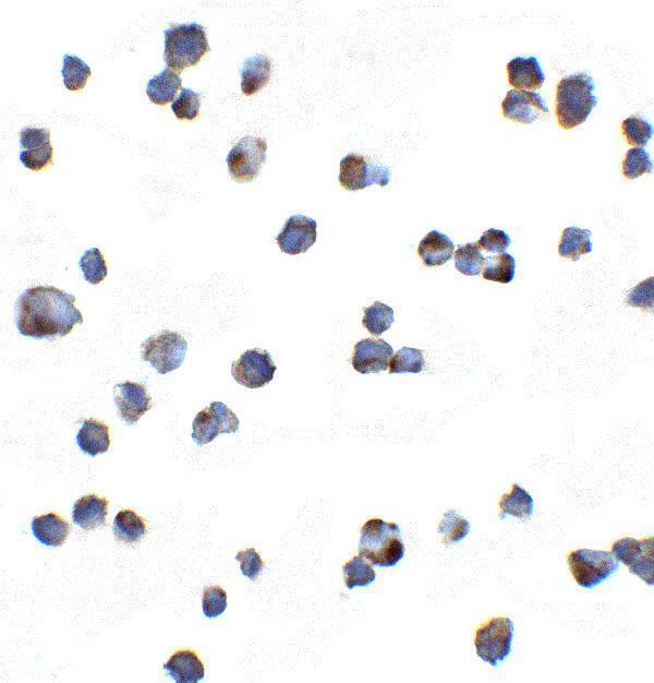 a03789 kir2ds2 primary antibodies icc testing 2