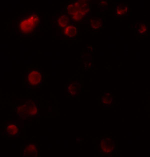 a03789 kir2ds2 primary antibodies if testing 3