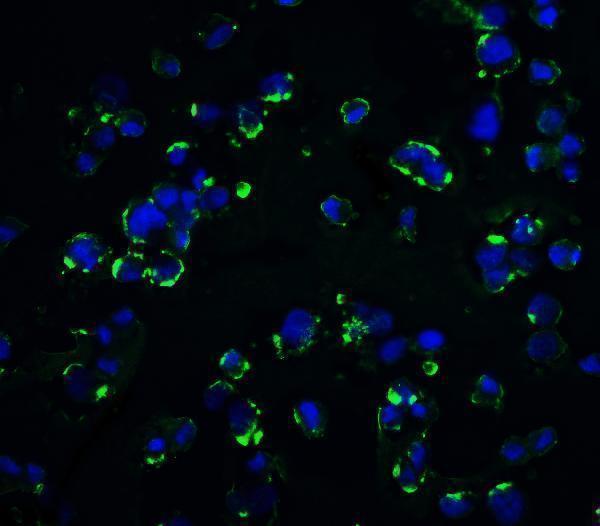 a03789 kir2ds2 primary antibodies if testing 4