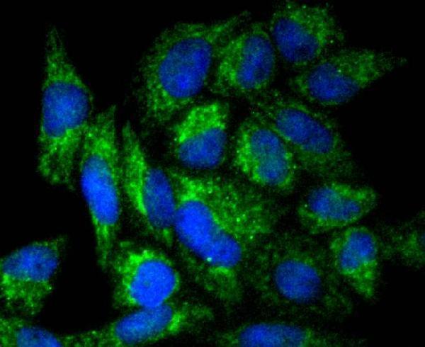 ICC staining DIABLO in Hela cells (green)