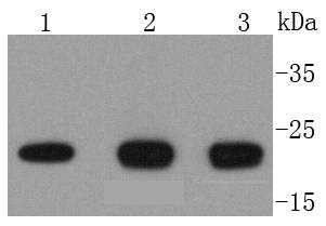 Western blot analysis of DIABLO on different lysates using anti-DIABLO antibody at 1/1,000 dilution
