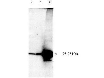 Anti-Smac is shown to detect a 25-26 kDa band in partially purified recombinant human Smac protein by western blot