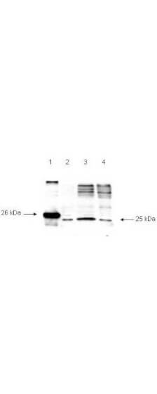 Western blot using anti-Smac detects a 26 kDa band when 1 µg of recombinant Smac is applied (lane 1)