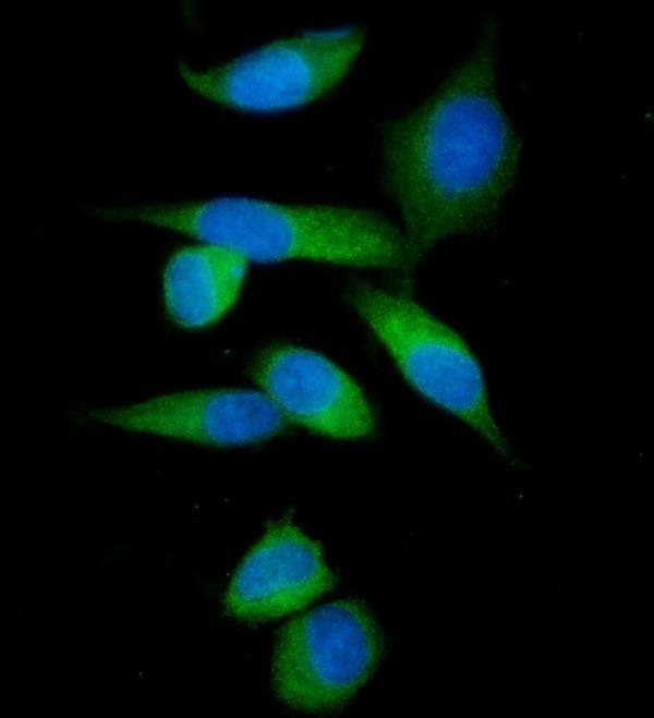 a03791 1 impdh1 primary antibodies if testing 7