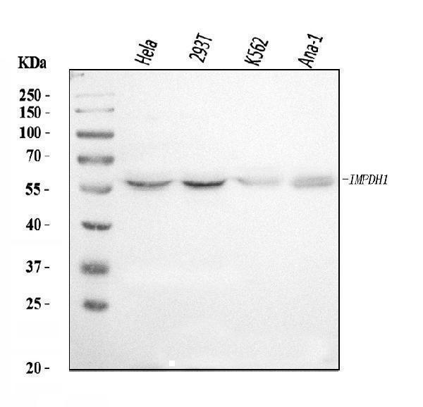  Western blot analysis of IMPDH1 using anti-IMPDH1 antibody (A03791-1)