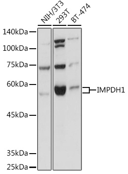 a03791 impdh1 primary antiboties wb testing 1