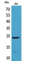 a03793 il24 primary antibodyes wb testing 2