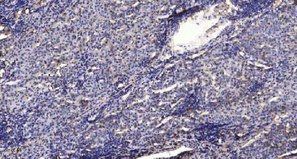 a03794s553 syn1 primary antibodies ihc testing 3