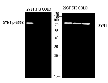 a03794s553 syn1 primary antibodies wb testing 2
