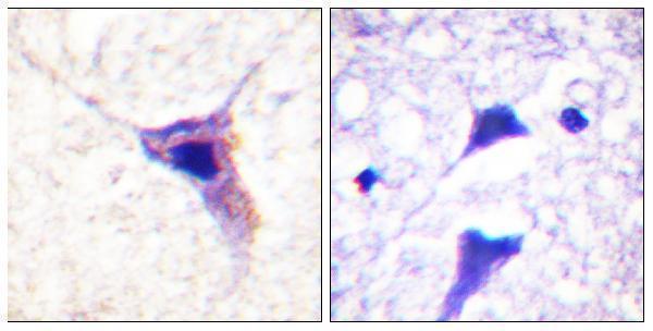 a03794s62 1 syn1 primary antibodies ihc testing 3