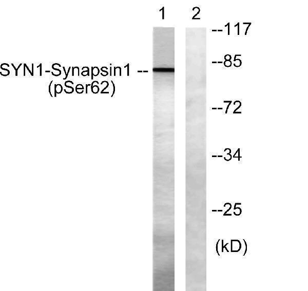 a03794s62 1 syn1 primary antibodies wb testing 2