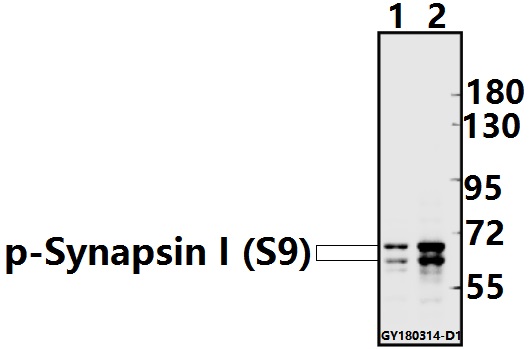 a03794s9 1 syn1 primary antiboties wb testing 1