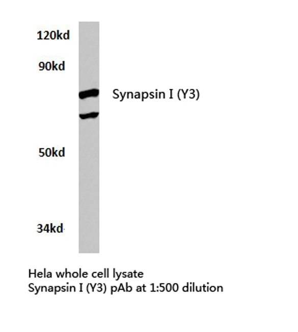 a03794y3 syn1 primary antiboties wb testing 1