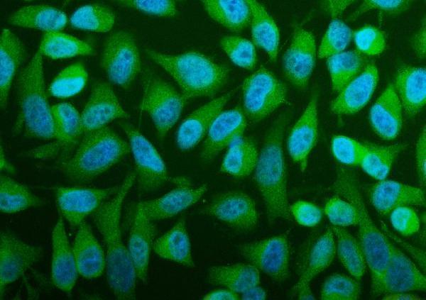 a03795 1 pfas primary antibodies if testing 2