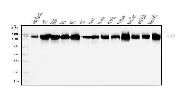 a03795 1 pfas primary antibodies wb testing 1