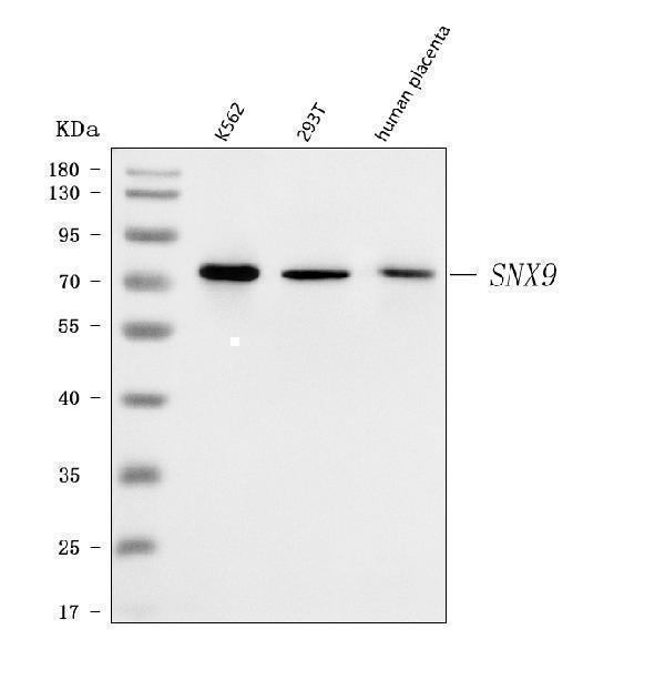  Western blot analysis of SH3PX1/SNX9 using anti-SH3PX1/SNX9 antibody (A03796-2)