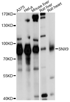 a03796 snx9 primary antiboties wb testing 1