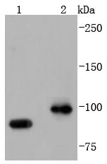 Western blot analysis of CDC5L on different lysates using anti-CDC5L antibody at 1/1,000 dilution