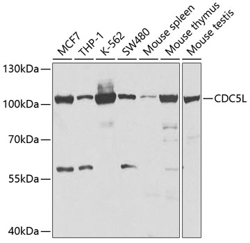 Western blot analysis of extracts of various cell lines, using CDC5L antibody  at 1:1000 dilution