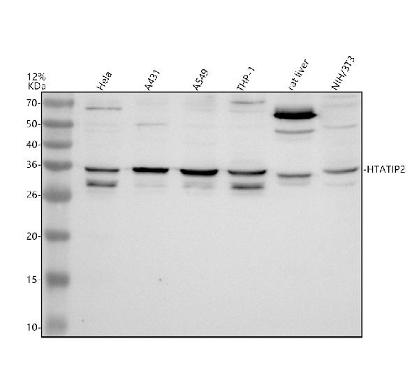 a03798 1 htatip2 primary antibodies wb testing 1