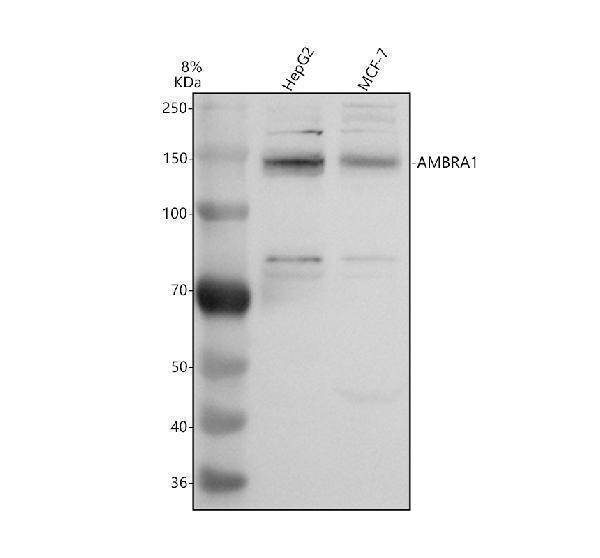 a03799 1 ambra1 primary antibodies wb testing 1