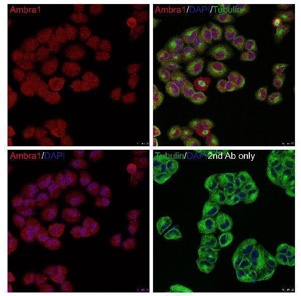 a03799 ambra1 primary antibodies if testing 1