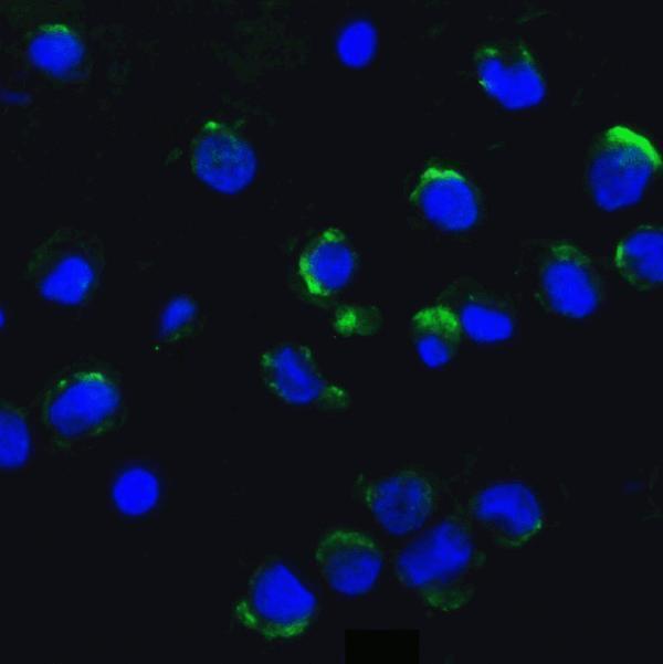 a03799 ambra1 primary antibodies if testing 5