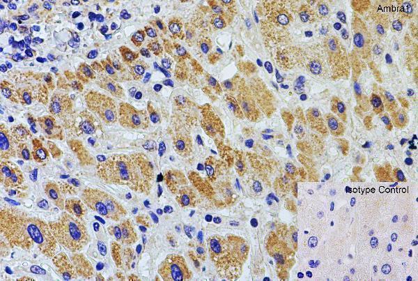 a03799 ambra1 primary antibodies ihc testing 4