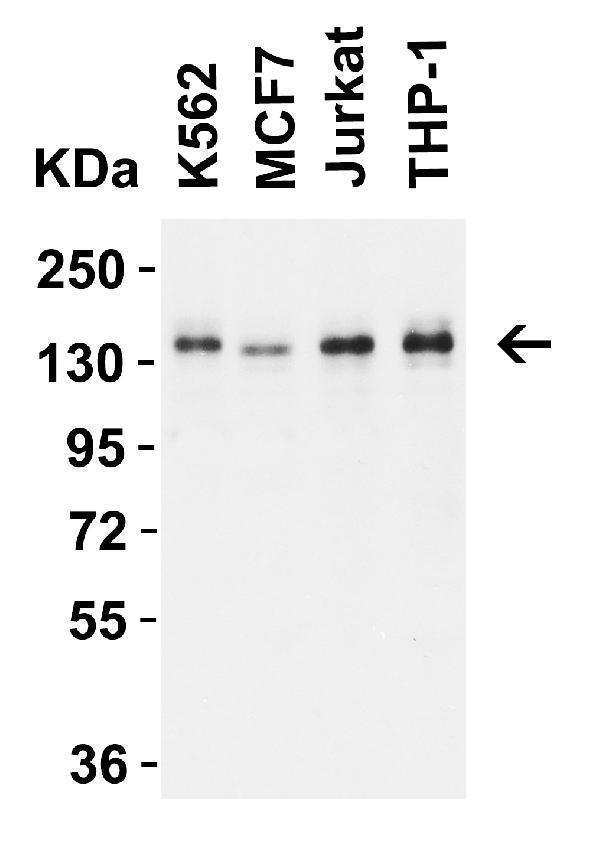 a03799 ambra1 primary antibodies wb testing 2