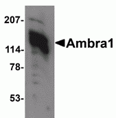 a03799 ambra1 primary antibodies wb testing 3