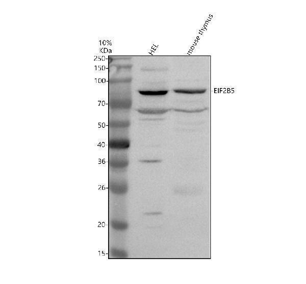 a03801 1 eif2b5 primary antibodies wb testing 1