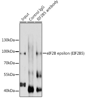 a03801 eif2b5 primary antiboties ip testing 3